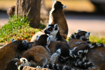 Naklejka premium Alert ring-tailed lemur looking away while huddling with its troop