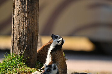 Fototapeta premium Close-up of a ring-tailed lemur with bright orange eyes in a group