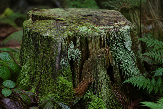 Moss covered tree stump in dense forest undergrowth closeup