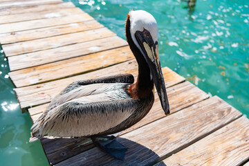 Pelican at pier. Fauna and nature. Pelican during migration. Bird relax under the sun. Birds migration. Single pelican bird. Migration of migratory birds