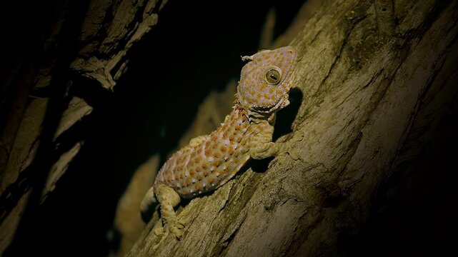 Tokay gecko Gekko gecko climbing tree bark at night hunting insects, orange and grey spotted skin, large eyes, nocturnal lizard, Komodo NP, Indonesia