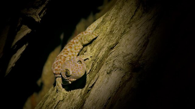Tokay gecko Gekko gecko climbing tree bark at night hunting insects, orange and grey spotted skin, large eyes, nocturnal lizard, Komodo NP, Indonesia