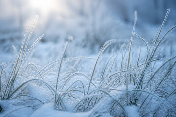 Obraz premium Frosted grass bending in snowy field at morning light