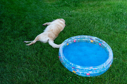 Golden retriever cooling down on grass next to inflatable pool