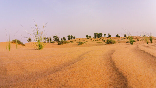 View of the vast sand dunes of the desert with sparse green shrubs and grasses under a clear sky in Al Ain, Abu Dhabi, United Arab Emirates.