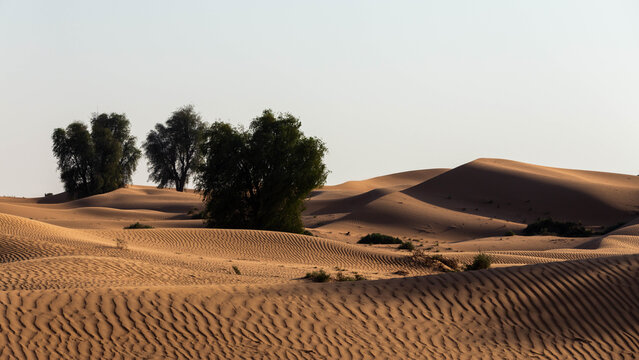 View of sand dunes with desert trees under a clear sky in Al Ain, Abu Dhabi, United Arab Emirates.