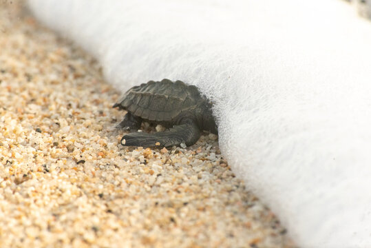 Olive ridley(Lepidochelys olivacea) 