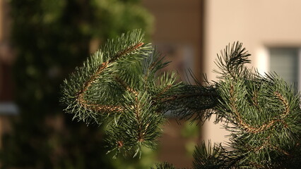 Zielona gałąź sosny z gęstym igliwiem na pierwszym planie. W rozmytym tle widoczny jest fragment budynku mieszkalnego oraz ogrodowa zieleń w ciepłym, słonecznym świetle. © tomo81