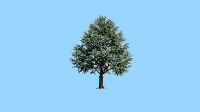 Natural Cedar Tree Moving Gently: Realistic 3D Organic Conifer Plant with Needle Leaves Swaying in Smooth Motion Isolated on Dark Blue Background, Loopable Animation