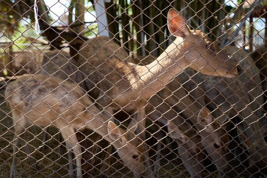 deer at Chang Puak Camp in Thailand,December 31, 2024