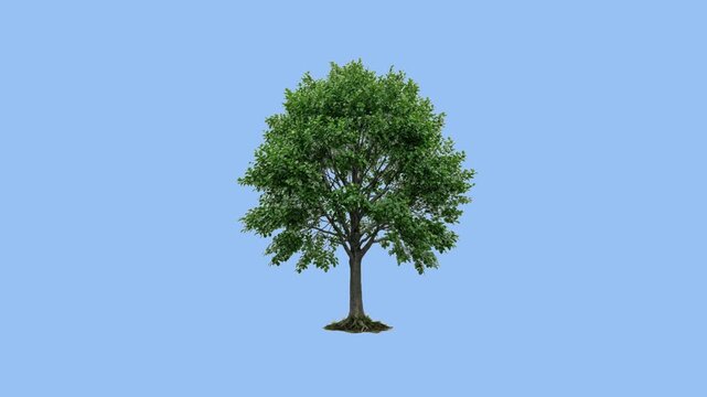 Natural Alder Tree Moving Gently: Realistic 3D Organic Plant with Green Leaves Swaying in Smooth Motion Isolated on Light Blue Background, Loopable Animation