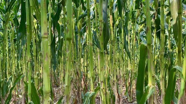 Tall green corn stalks growing densely in a farm field