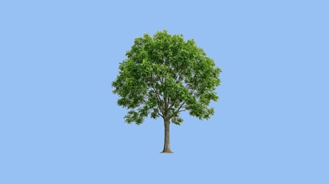 Natural Ash Tree Moving Gently: Realistic 3D Organic Plant with Green Foliage Swaying in Smooth Motion Isolated on Light Blue Background, Loopable Animation
