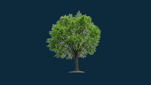 Natural Elm Tree Moving Gently: Realistic 3D Organic Plant with Serrated Green Leaves Swaying in Smooth Motion Isolated on Light Blue Background, Loopable Animation