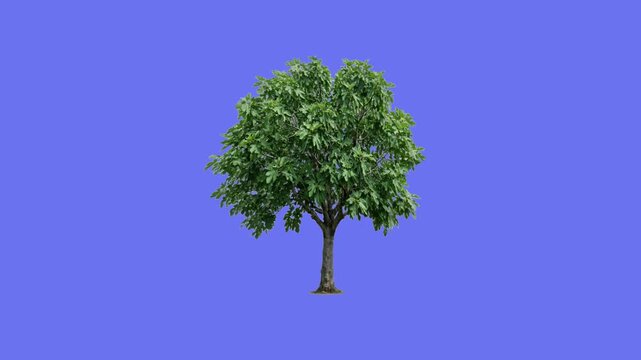 Natural Fig Tree Moving Gently: Realistic 3D Organic Plant with Broad Green Leaves Swaying in Smooth Motion Isolated on Light Blue Background, Loopable Animation