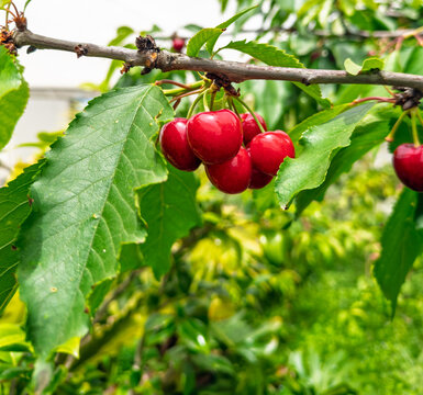 Bunch of ripe red cherries hanging on a cherry tree with green leaves
