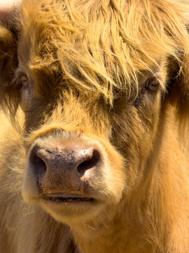 Portrait of a ginger highland cow with long shaggy hair