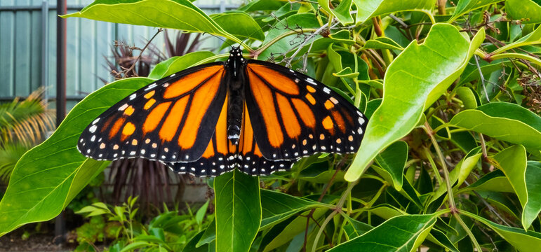Beautiful orange Monarch butterfly danaus plexippus with perfect wings perched on green leaves