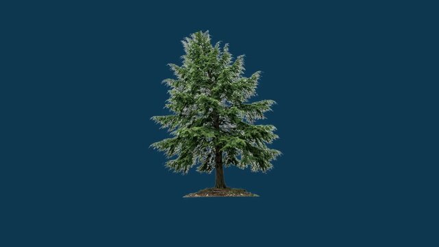 Beautiful Hemlock Tree Branches Swaying Gently on Solid Blue Background