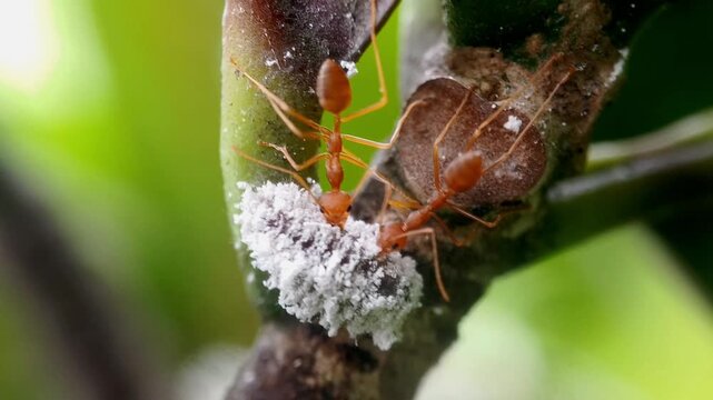 Weaver Ants (Oecophylla smaragdina) Defending Mealybugs from Predator Caterpillar (Spalgis epius)