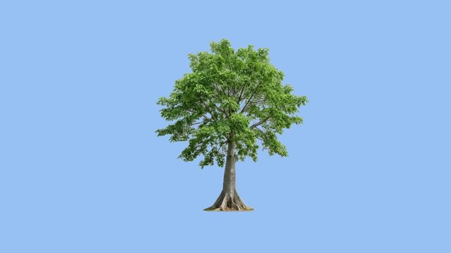 Beautiful Kapok Tree Moving Gently in Wind Isolated on Solid Blue Background