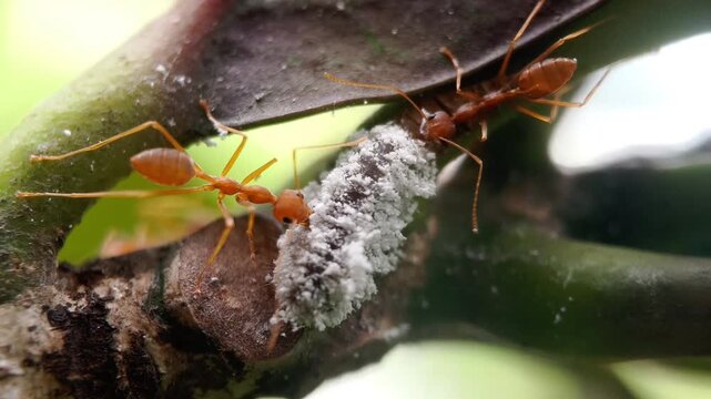 Weaver Ants (Oecophylla smaragdina) Defending Mealybugs from Predator Caterpillar (Spalgis epius)