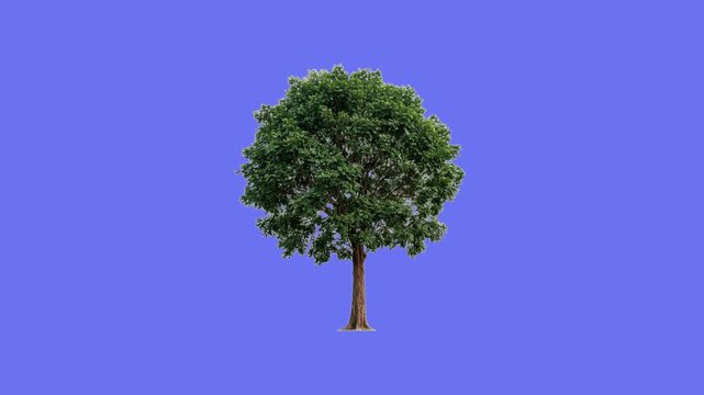Studio Render of Fruiting Mahogany Tree: 3D Organic Plant with Green Leaves and Hanging Brown Pods Over Light Blue Background