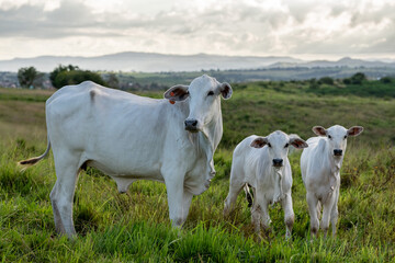 Nelore Cow and Her Two Calves in a Green Pasture in Pirpirituba, Paraiba, Brazil © Cacio Murilo