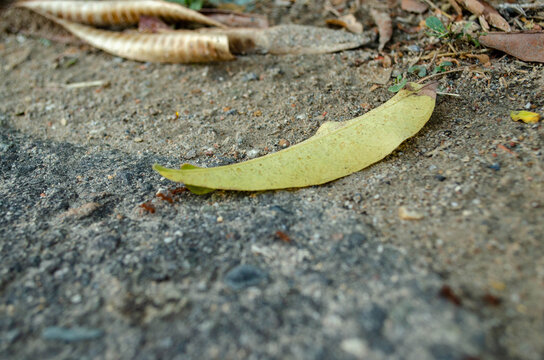 Leafcutter ant carrying green leaf