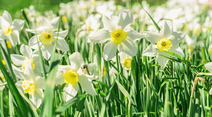 Obraz premium Daffodils showing white petals and yellow centers growing outdoors. Spring flowers signal new beginnings in sunny day