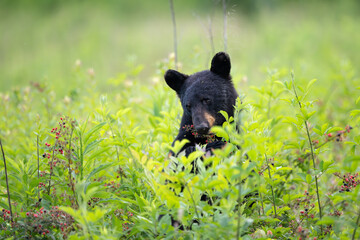 Fototapeta premium Amercan black bear feeding on berries