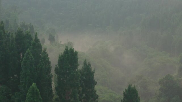 Aerial view of dense pine forest shrouded in thick morning mist and fog in the lush highlands of West Java, Indonesia.