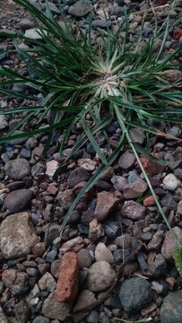  A top-down view of a green clump of Indian goosegrass (Eleusine indica), also known as wiregrass or crowfoot grass, thriving on a natural rocky gravel surface