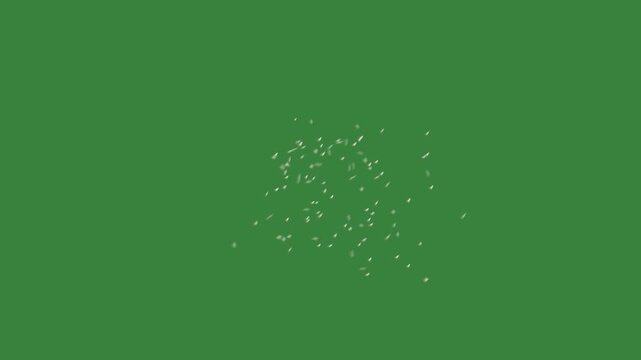 Detailed Macro Shot of a Tiny Aphid Flying and Hovering Midair with Delicate Wing Flapping and Small Translucent Body on Solid Chroma Key Green Background
