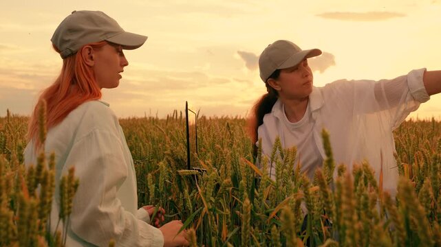 Female farmers working together on laptop, negotiating contracts, wheat field. Business people working in rural. Business partners. Businesswomen talking, inspecting grain harvest field. Agricultural