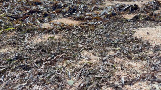 Close view of countless beach hoppers, sand fleas - Talitridae - jumping among dried seaweed on a tropical beach shoreline.