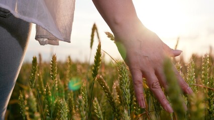 Fototapeta premium Farmer woman hand touches ears wheat in field, sky. Business woman inspecting future grain harvest. Farmer walks through wheat field sunset, touching green ears wheat with hands. Agricultural business