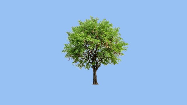 Detailed Macro Shot of a Tamarind Tree Branch with Fine Pinnate Green Leaves Gently Swaying and Moving in a Light Breeze on Solid Chroma Key Green Background
