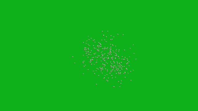Detailed Macro Shot of a Tiny Gnats Flying and Hovering Midair with Rapid Wing Beats and Small Delicate Body on Solid Chroma Key Green Background