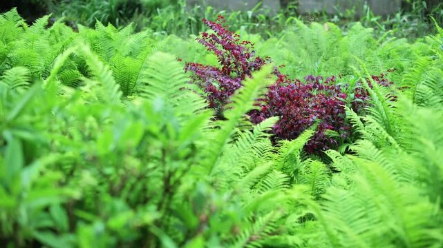 Chinese fringe flower plant surrounded by bright green ferns showing beautiful botanical garden environment in 4K Ultra HD footage.
