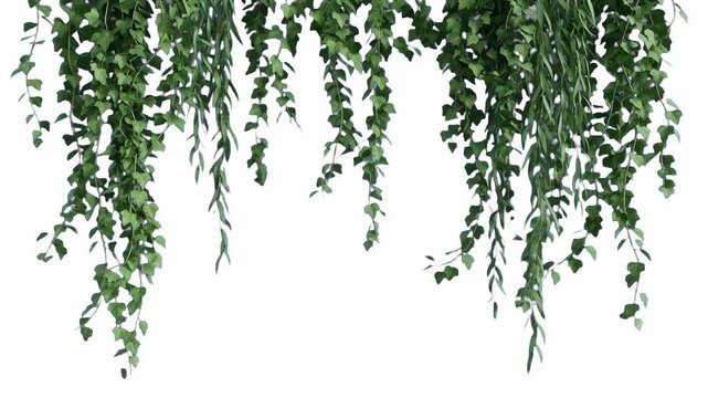 A detailed 3D rendering of lush green hanging ivy leaves and trailing plant vines suspended from above, set against a plain white backdrop. Perfect for botanical garden concepts, nature framing overla