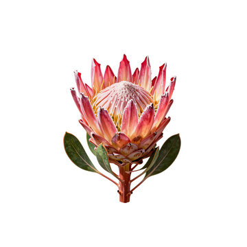 Isolated king protea flower with lush leaves shows the plant's unique symmetry and beautiful colors