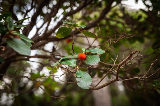 Strawberry tree fruit growing on Arbutus unedo, with a bright orange-red berry, green leaves and branches in a Mediterranean woodland setting, showing a wild fruiting shrub in natural light.
