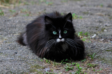 black cat with green eyes   © laykamars