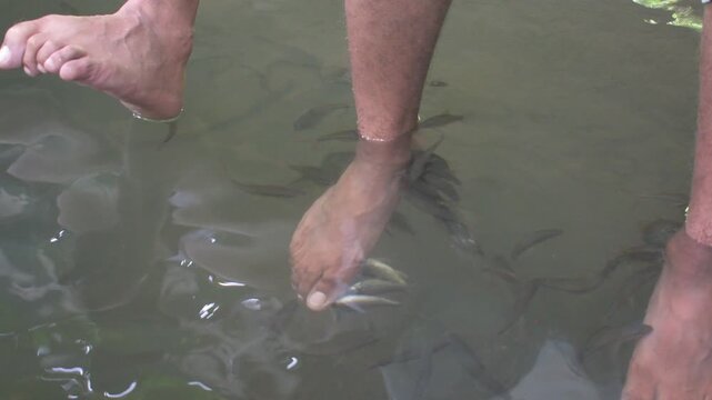 small freshwater fishes gently nibbling visitors feet at "suan ta san natural spring fish spa" in southern thailand, showcasing a unique wellness and ecotourism experience in clear spring water