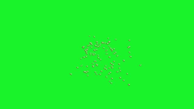 Detailed Macro Shot of a Swarm of Many Potter Wasps Flying and Hovering Midair Together with Precise Wing Beats and Mud Builder Bodies on Solid Chroma Key Green Background