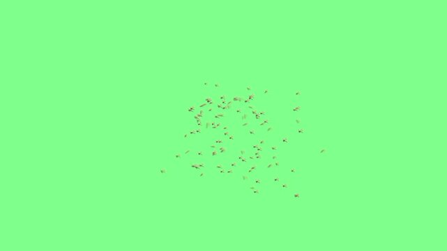 Detailed Macro Shot of a Swarm of Many Palaeoptera Primitive Insects Flying and Hovering Midair Together with Ancient Outstretched Wings on Solid Chroma Key Green Background