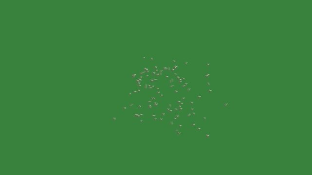 Detailed Macro Shot of a Swarm of Many Robber Flies Flying and Hovering Midair Together with Fast Aggressive Wing Beats on Solid Chroma Key Green Background