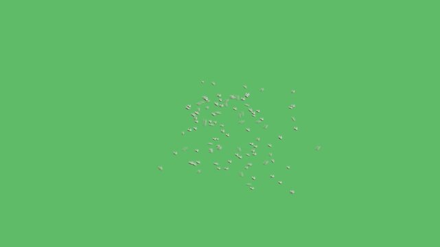 Detailed Macro Shot of a Swarm of Many Stoneflies Flying and Hovering Midair Together with Flat Translucent Wings on Solid Chroma Key Green Background