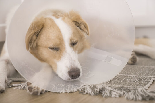 dog cone collar veterinary sick injury recovery, close-up portrait of a sad border collie wearing a protective plastic neck brace after surgery , pet insurance